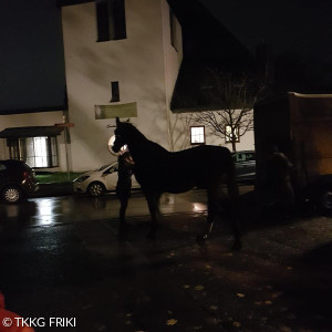 St Martin FRIKI 2023 G