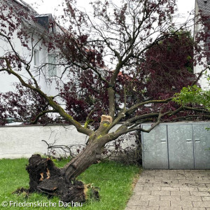Baum entwurzelt nach Sturm
