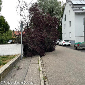 Baum entwurzelt nach Sturm