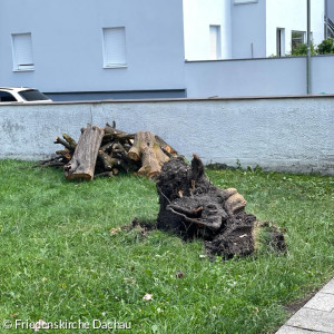 Baum entwurzelt nach Sturm