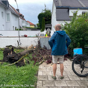 Baum entwurzelt nach Sturm